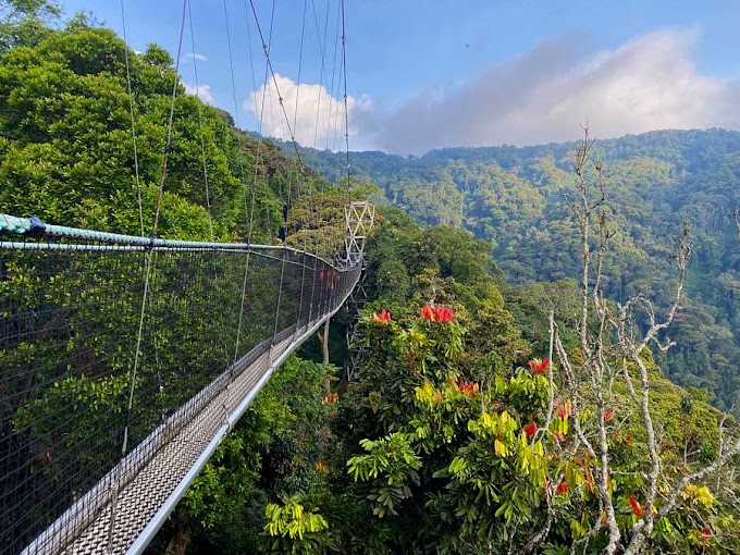 Canopy Bridge in Nyungwe National Park